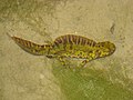 Triturus marmoratus mâle en phase aquatique, reconnaissable à sa haute crête non dentée.