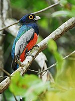 Blue-crowned Trogon (male)