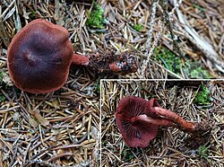 Verev vöödik Cortinarius sanguineus