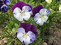 Ĝardena violo (Viola x wittrockiana)