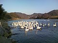 福島県伊達市梁川町五十沢（いさざわ）の白鳥越冬地（2008年3月15日撮影）。阿武隈川には多数の白鳥越冬地がある。