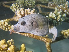 Ces poissons dorment posés sur des reliefs.