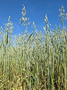 Oat plants with inflorescences