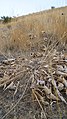 Balsamorhiza sagittata dry plants in fall that are dormant