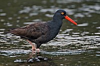 Black Oystercatcher