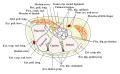 Coupe du canal carpien.