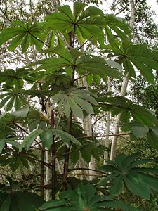 Cecropia glaziovi