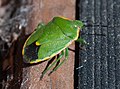 Chlorochroa rossiana