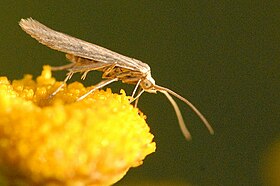 Indivíduo adulto da espécie Coleophora striatipennella