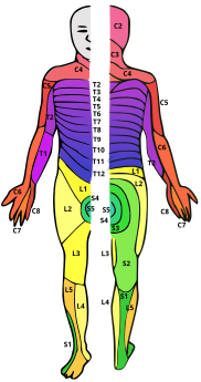 A drawing of a human with dermatomes mapped out on the skin