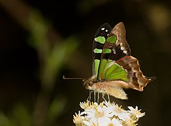 Graphium macleayanus (von Noodle snacks)