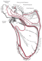 Venstre scapula. Posteriore overflade.