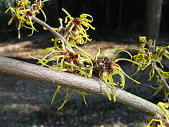 Hamamelis × intermedia 'Pallida'