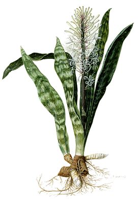 Himmeäanopinkieli Sansevieria hyacinthoides