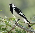 Gralline pie (Grallina cyanoleuca)