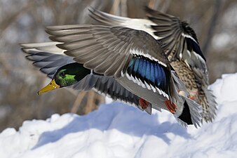 Colvert mâle atterrissant.