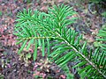 Foliara pinto