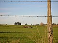 Landwirtschaft am Llanquihue-See