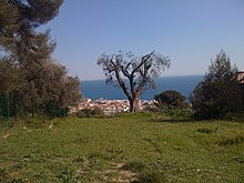 Vue d'un arbre sur une colline herborée avec la mer en fond.