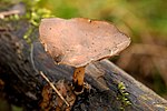 Vignette pour Polypore d'hiver