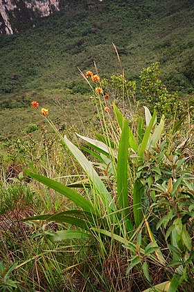 Stegolepis guianensis