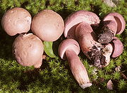 Tylopilus violatinctus