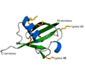 Thumbnail for Ubiquitin