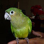 E. p. ocularis; a juvenile kept as a pet in Panama