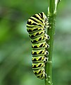 Late-instar caterpillar (without spikes) soon ready to pupate