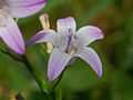 Nærbillede på blomsten af Campanula rapunculus