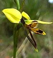 Diuris maculata