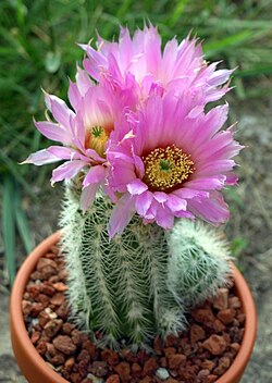 Echinocereus reichenbachii