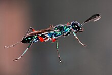 Emerald Cockroach Wasp.JPG