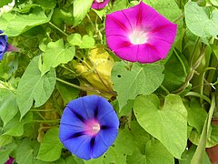 Ipomoea spp.