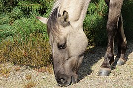 Tête d'un cheval gris qui broute