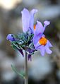 Linaria alpina