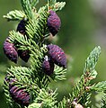 Immature cones