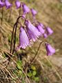 Soldanella pusilla