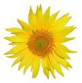 Sunflower (French:Tournesol)