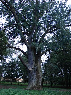 Kiejstut, the pedunculate oak (Quercus robur). About 700 years old and 758 cm circuit.