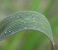 Limbe foliaire (légèrement cannelée).