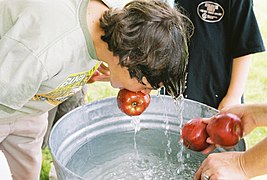 Hagyományos tréfás ír játék a bobbing for apples halloweenkor, hátrakötött kézzel kell a víz tetején úszkáló almákat kivenni a tálból