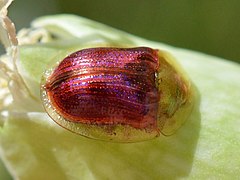 Cassida azurea.