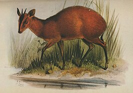 Zwartvoorhoofdduiker