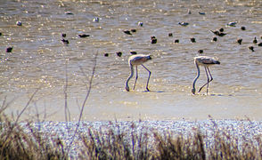 Flamants roses en Camargue.