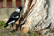 Un Cassican au pied d'un arbre tenant des brindilles dans son bec.