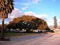 Thumbnail for Moreton Bay Fig Tree (Santa Barbara, California)