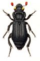 Nicrophorus humator