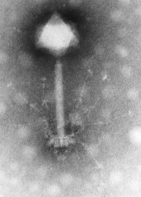 Partícula viral de Synechococcus Phage S-PM2