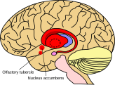 Striatum